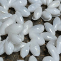 White floral-shaped shell rosettes on a dark surface