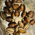 Snakeshead Cowry Shells