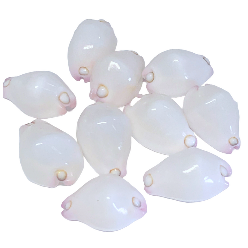 da Hawaiian Store 10 Genuine Calpurnus (Egg Shell Warty -Little Egg Cowry) Shell