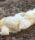 Close-up of a white shell on a textured surface