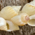 Close-up of three beige shells on a wooden surface