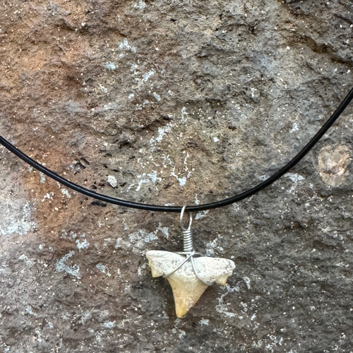 Shark tooth pendant on a black cord against a stone background