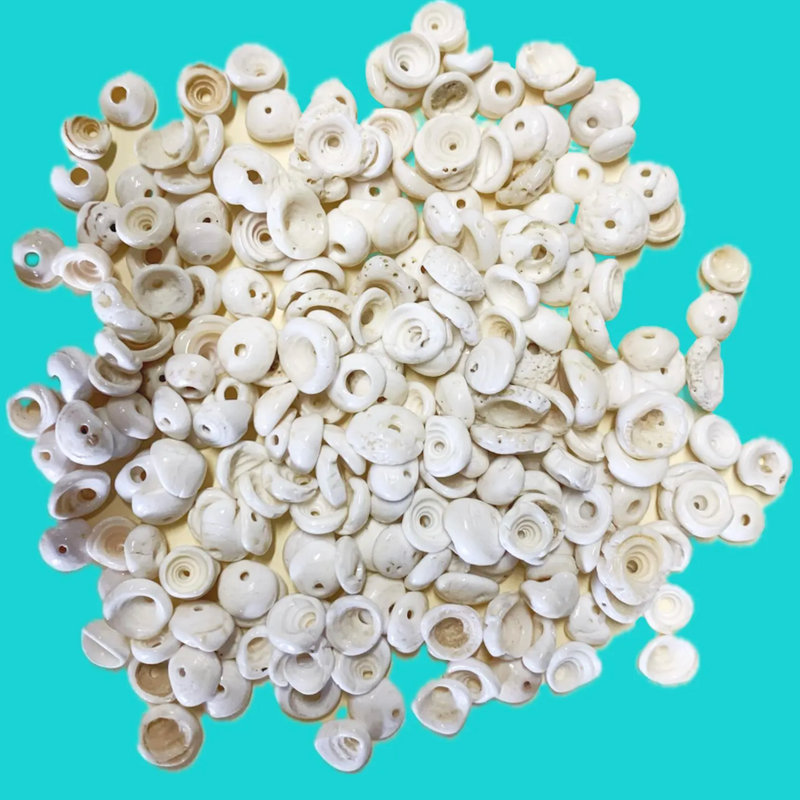 White puka shells scattered on a turquoise background