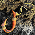 Wooden fish hook with yellow string on a textured rock surface