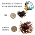 Dried Ogo  with a quarter next to it for size