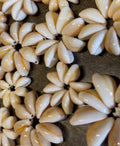 da Hawaiian Store 本物のさまざまなサイズのタカラガイの貝殻ロゼット (数量を選択)