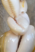 da Hawaiian Store Auténtico largo 40 pulgadas de longitud Cowrie Cowry Shell Lei