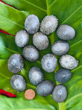 Hawaiian Store Natural Loose Opihi Limpet Shells Handpicked in Maui Hawaii