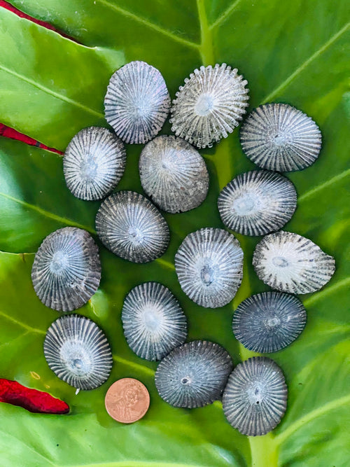 Hawaiian Store Natural Loose Opihi Limpet Shells Handpicked in Maui Hawaii