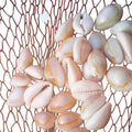 da Hawaiian Store Genuine 1.5" Cowrie Cowry Shell Rings Rosettes  (select qty.)