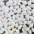 da Hawaiian Store 10 Genuine Calpurnus (Egg Shell Warty -Little Egg Cowry) Shell