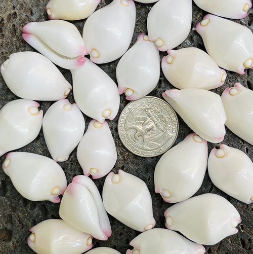 da Hawaiian Store 10 Genuine Calpurnus (Egg Shell Warty -Little Egg Cowry) Shell