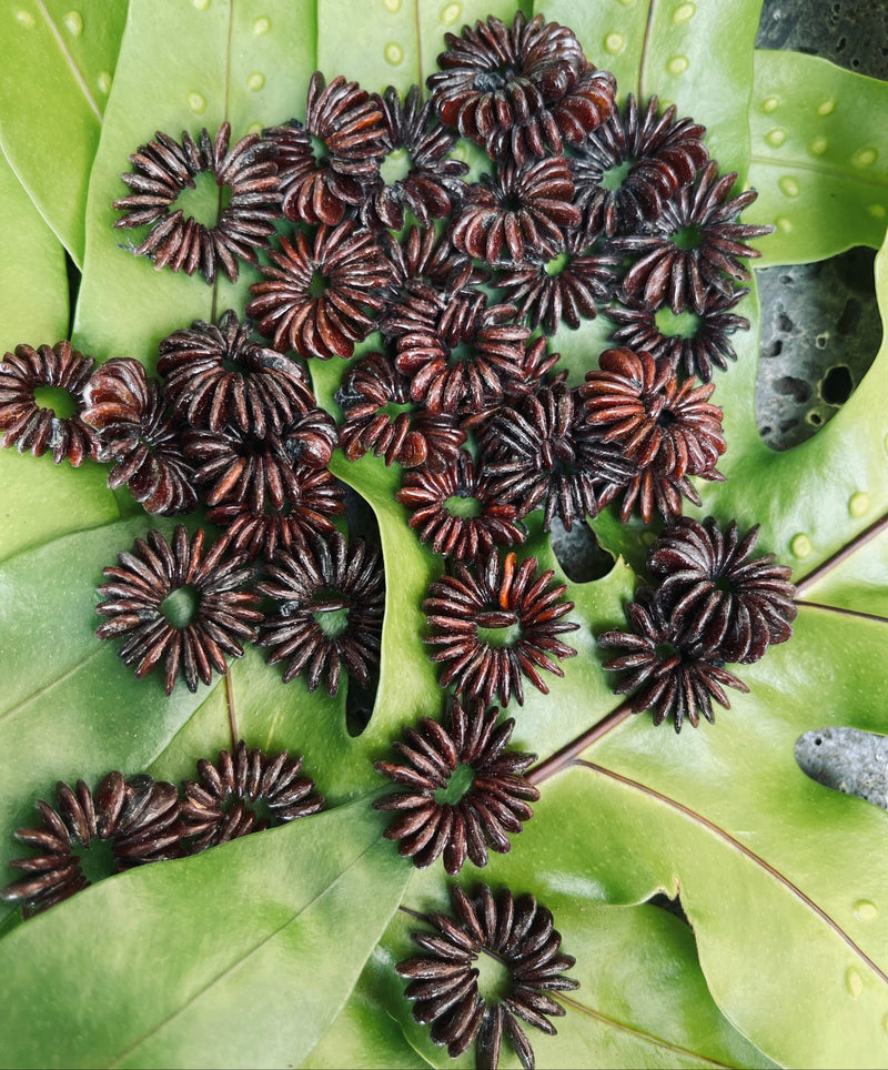 Brown koa seed rosettes (ekoa/haole koa) in assorted sizes displayed on a green tropical leaf for craft and jewelry use