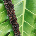 Brown koa seed rosettes (ekoa/haole koa) in assorted sizes displayed on a green tropical leaf for craft and jewelry use
