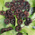 Brown koa seed rosettes (ekoa/haole koa) in assorted sizes displayed on a green tropical leaf for craft and jewelry use