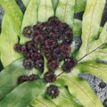 Brown koa seed rosettes (ekoa/haole koa) in assorted sizes displayed on a green tropical leaf for craft and jewelry use