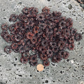 Brown koa seed rosettes (ekoa/haole koa) in assorted sizes displayed on a stone for craft and jewelry use.